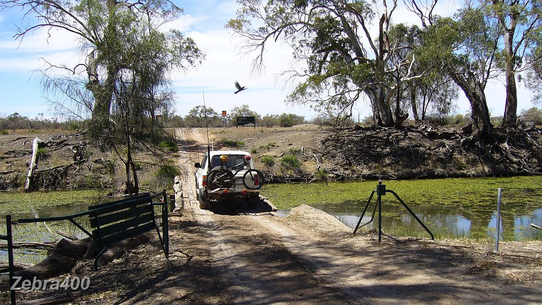 27-Zebra heads across to Lindsay Island in NW Victoria .JPG